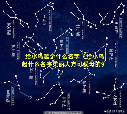 给小鸟起个什么名字（给小鸟起什么名字美丽大方可爱母的）